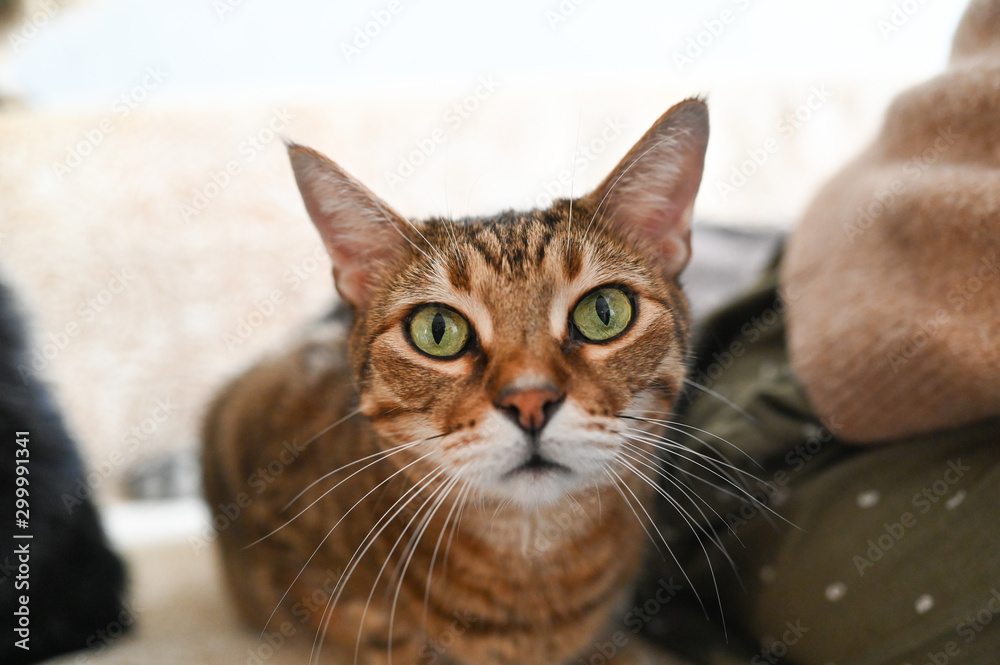 Close up portrait of a charming adorable funny home stripped lying surprised cat with green eyes and blurry background