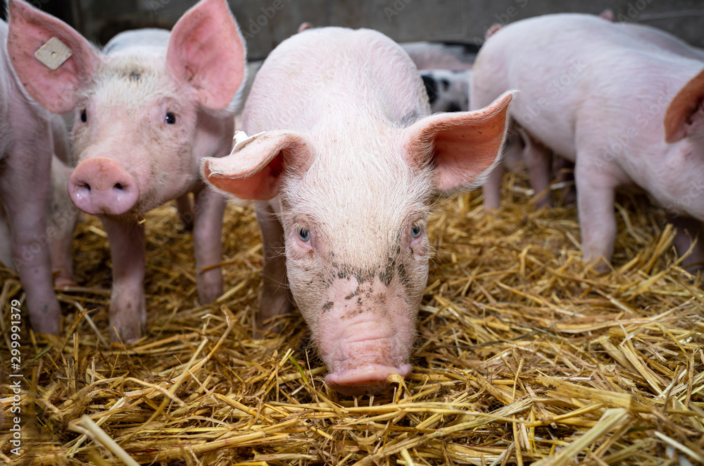 Fotografie Neugierige Ferkel im Stall mit Stroh