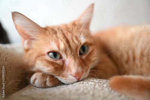 Close up portrait of a charming adorable funny home ginger lying cat with green eyes and blurry background