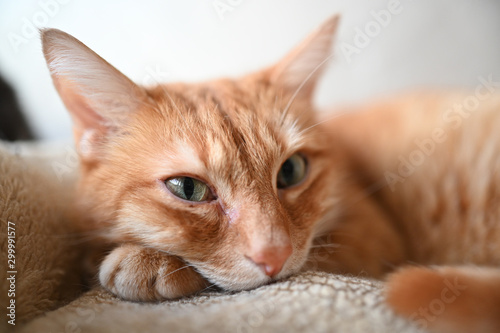 Close up portrait of a charming adorable funny home ginger lying cat with green eyes and blurry background