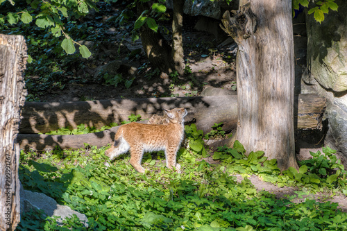 A baby lynx in the outdoors. © Igor Groshev