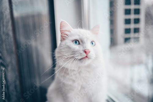 Close up portrait of a charming adorable funny home white fluffy cat with blue eyes and blurry background