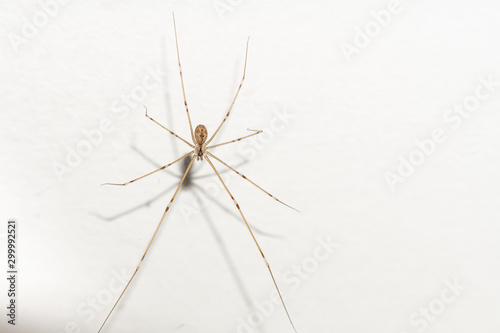 a common spider with shadow in isolated White background