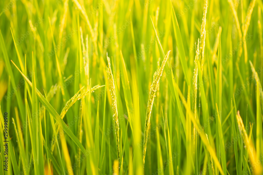 Rice in field conversion test at North Thailand,rice yellow color,Close up grain,abstract nature