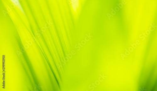 Close up leaves green color and blurred greenery background in nature.Green leaf fresh concept