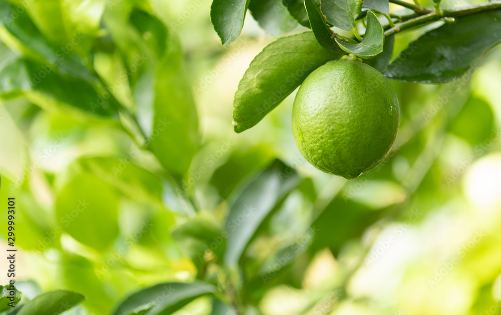 Lime on tree in garden,green lemon and copy space Lime on tree in garden,green lemon and copy space