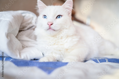 Fototapeta Naklejka Na Ścianę i Meble -  Close up portrait of a charming adorable funny home white fluffy cat with blue eyes and blurry background