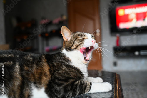 Close up portrait of a charming adorable funny home yawning and licking stripped white cat with blurry background