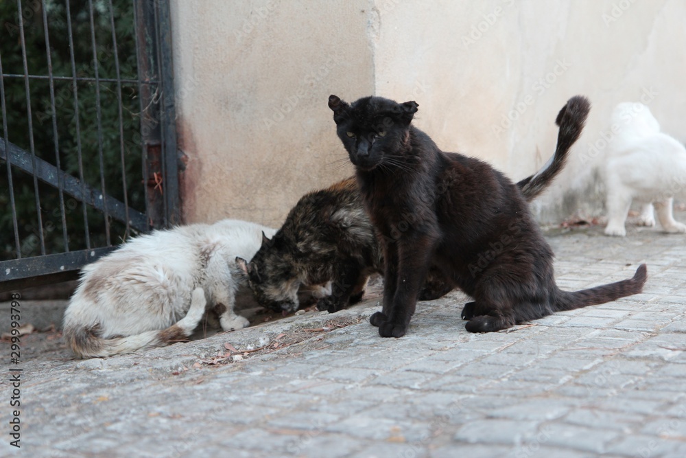 Fotografie homeless, hungry cats
