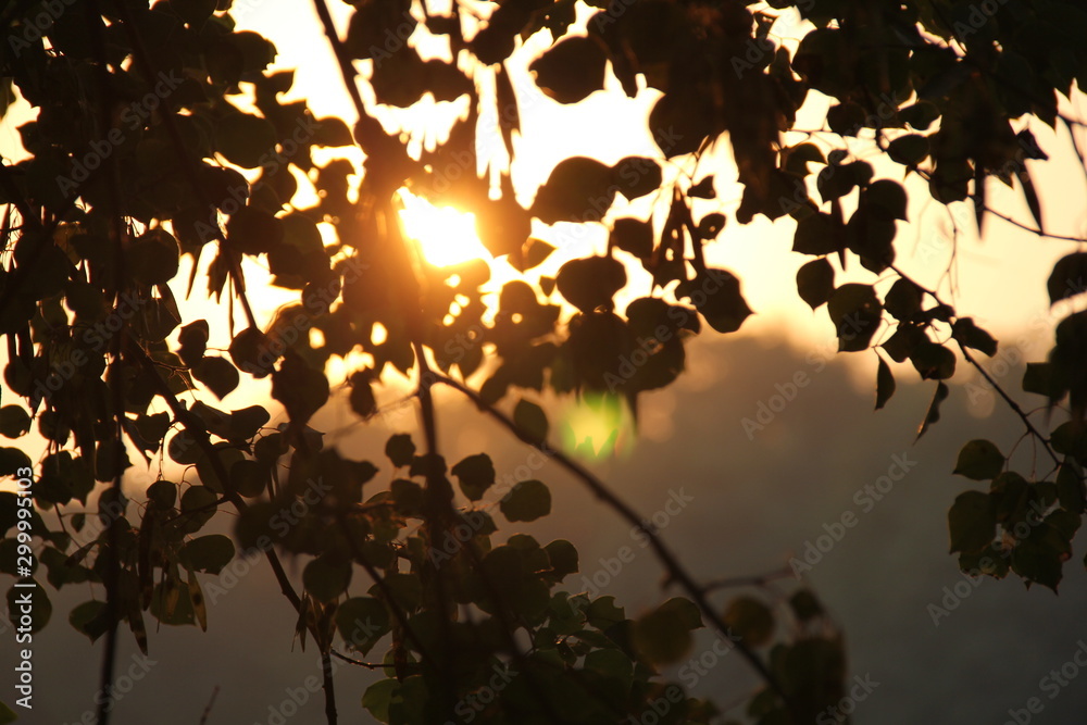 Naklejka premium tree in the sunset