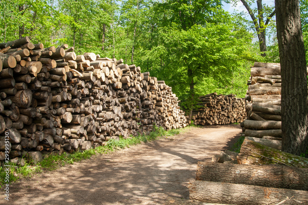 Wood logs stacked in the forest, Austria