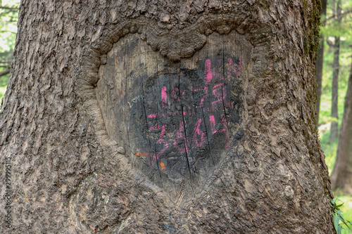 A heart mark carved in a tree in deodar forests near Jakhoo Temple, Shimla