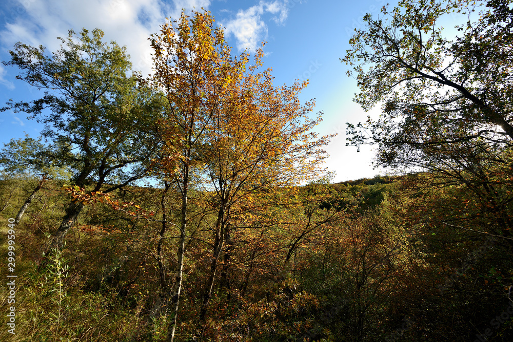 Φωτογραφία Forest in autumn on the route back to LLanada Alavesa (Basque Country), Spain on a holiday in the autumn season