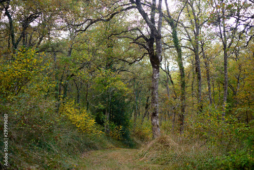 Forest in autumn on the route back to LLanada Alavesa (Basque Country), Spain on a holiday in the autumn season.