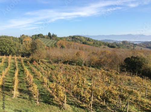 Landscape beautiful natural panoramic garden view over Fonaco near Monterchi Arrezzo in Tuscany Italy Europe lush rich green valley  over vineyard avenues,  olive groves, plants farmhouse horizon photo