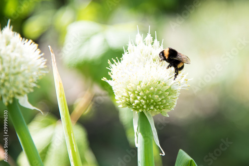 Working bee on a flower at summer