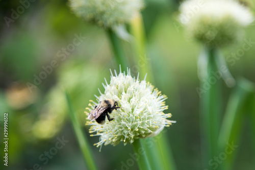 Working bee on a flower at summer
