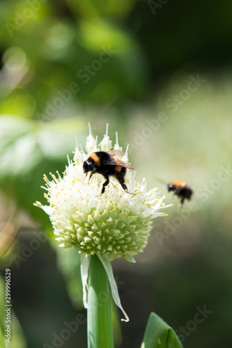 Working bee on a flower at summer