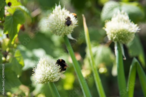 Working bee on a flower at summer