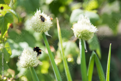 Working bee on a flower at summer