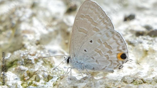 Ciliate Blue butterfly (Anthene emolus) eating mineral in tropical rain forest. photo