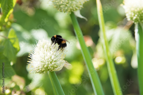 Working bee on a flower at summer