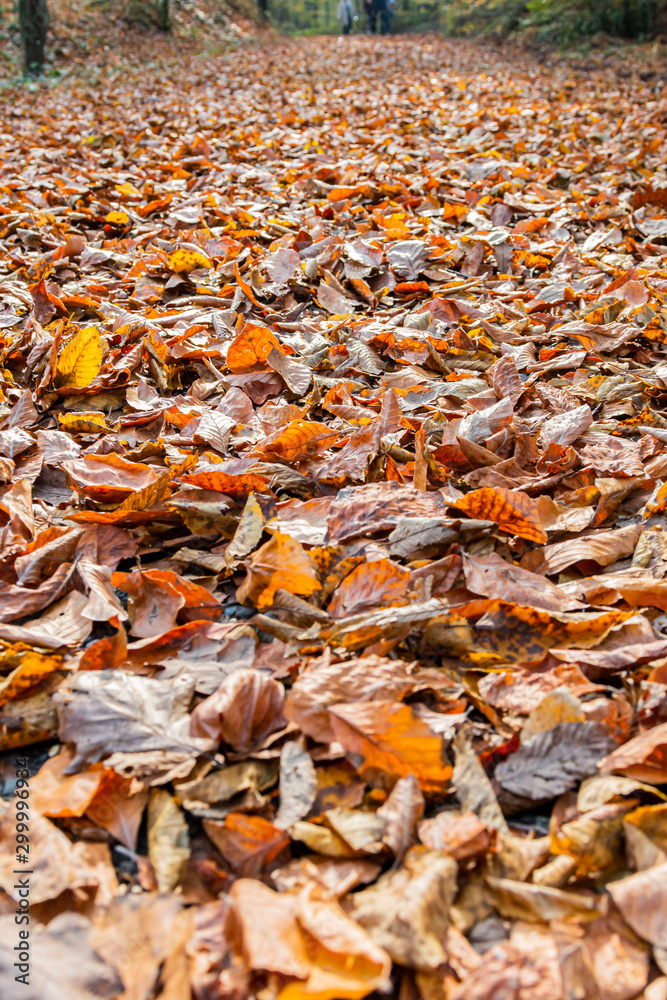 Tree Leaves (Dry Leaves, Green Leaves, Spilled Leaves)