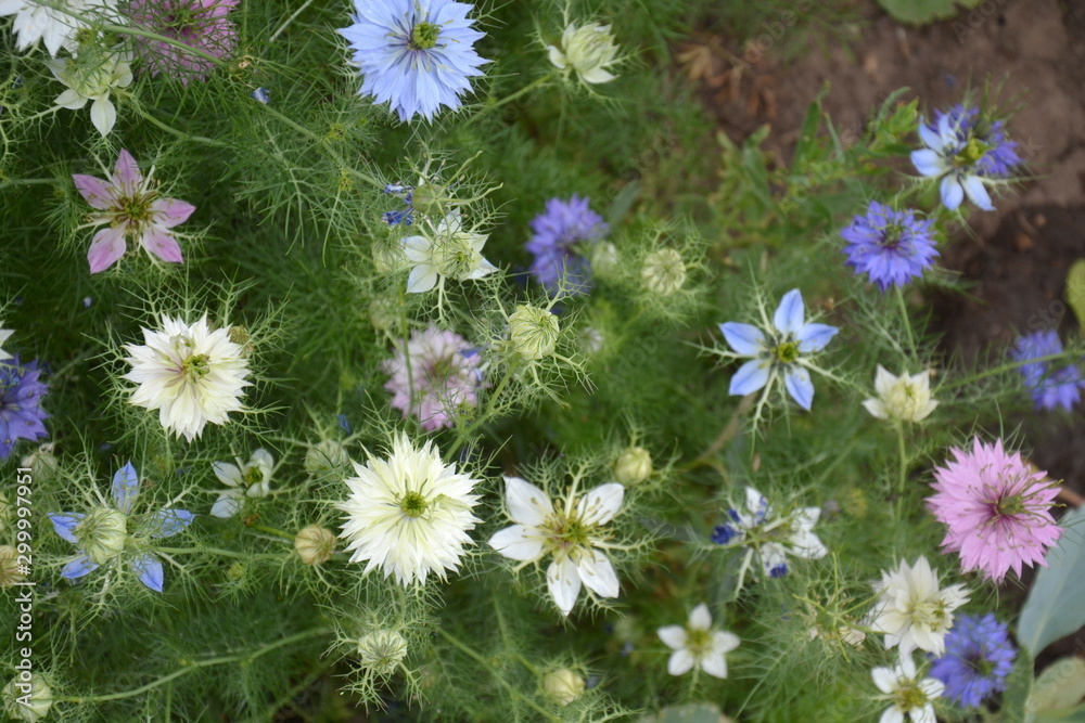 Fotografie Nigella damascena in bloom