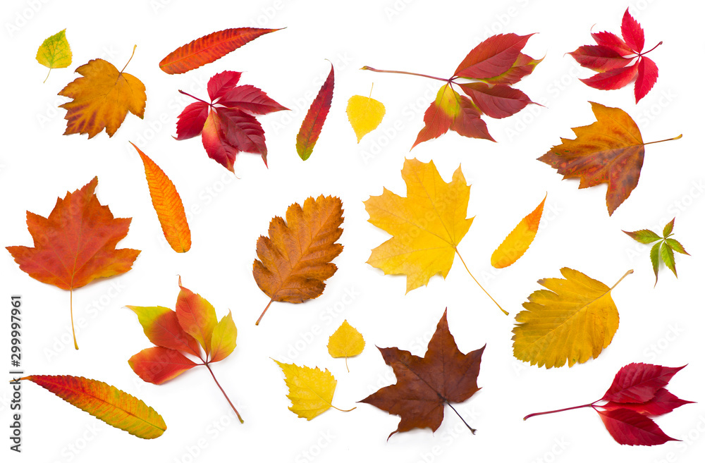 collection beautiful colorful autumn leaves isolated on white background