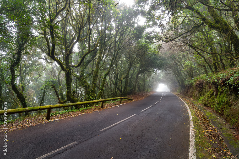 Fototapeta premium Empty road surrounded by green mossy trees. Cloudy and foggy weather. Tenerife, Anaga