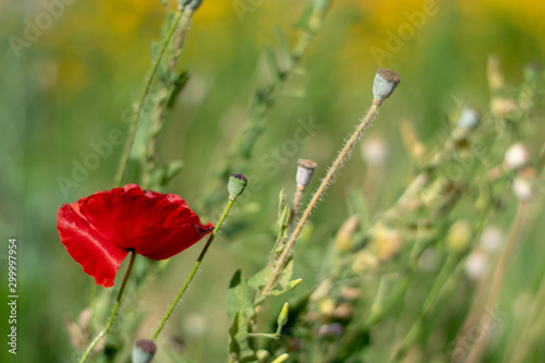 Bright red poppy flowers close-up 3