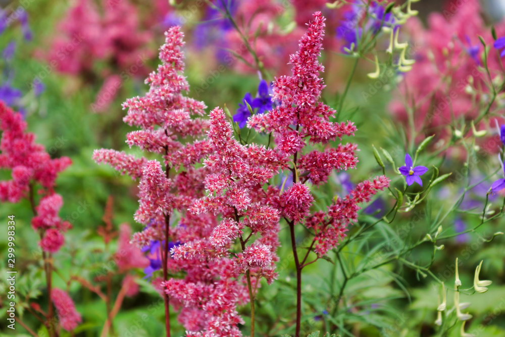 Japanese astilbe blooming in the garden