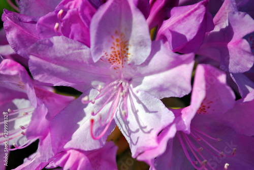 Fototapeta Naklejka Na Ścianę i Meble -  Soft purple rhododendron flowers close up macro detail, soft beautiful  natural organic background