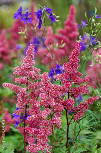 Obraz na płótnie Japanese astilbe blooming in the garden w salonie