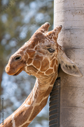 Giraffe at Peace