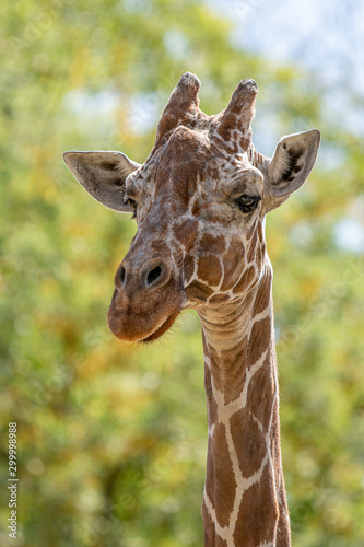 Giraffe at Peace