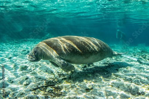Beautiful West Indian Manatee enjoying the clear warm water from Three Sisters springs  Crystal River  Florida.