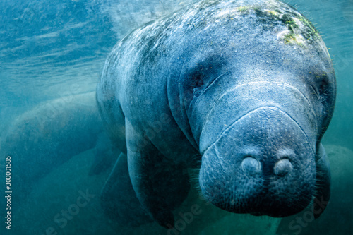 Curious West Indian Manatee enjoying the warm spring water during a cold snap in Crystal River, Florida (USA).