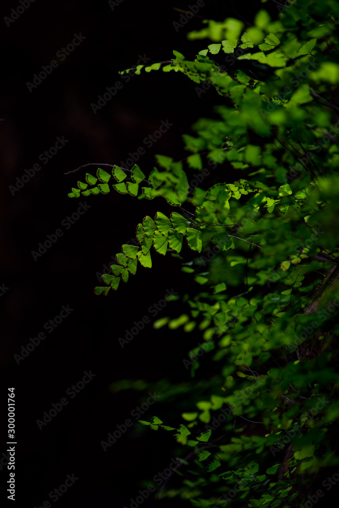 Green Leaves