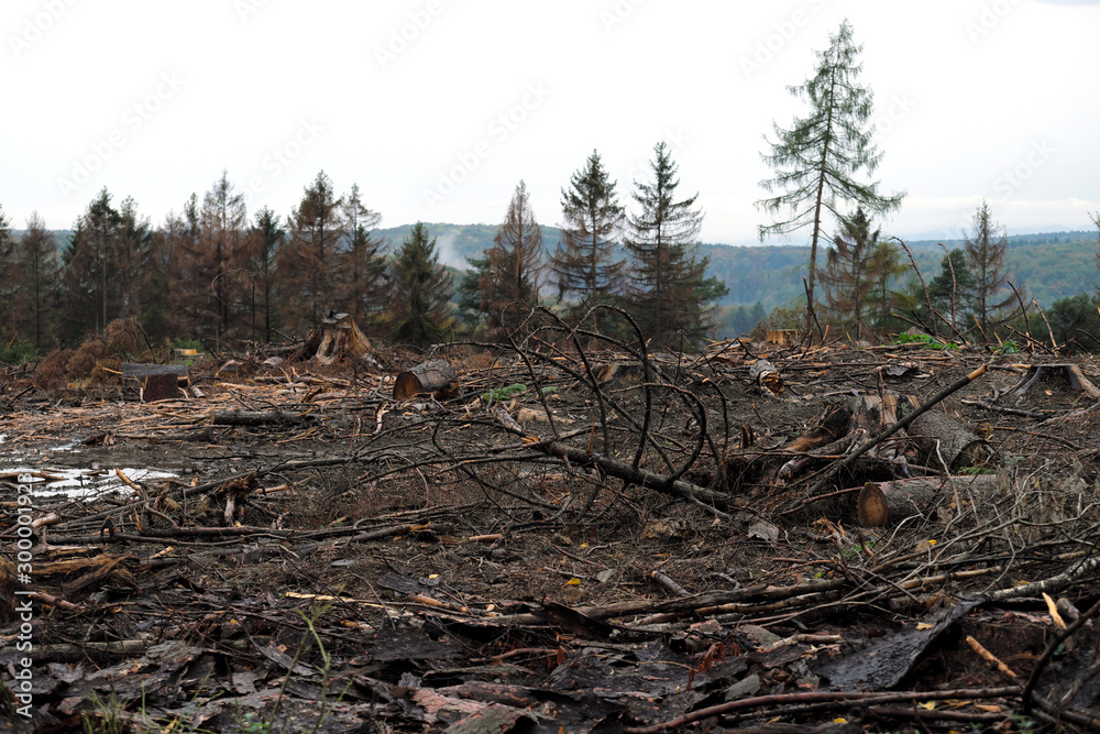 Abgeholzte Waldfläche mit herumliegenden Ästen, Baumrinden und Baumstämmen - Stockfoto Abgeholzte Waldfläche mit herumliegenden Ästen, Baumrinden und Baumstämmen - Stockfoto