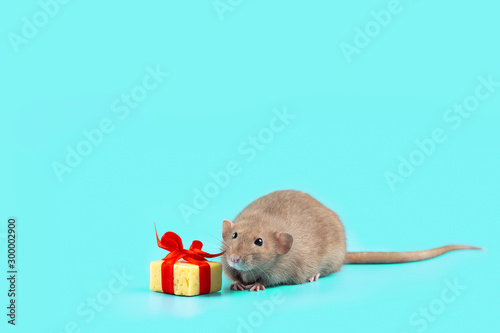 cute decorative rat with cheese gift and red bow on a mint background photo