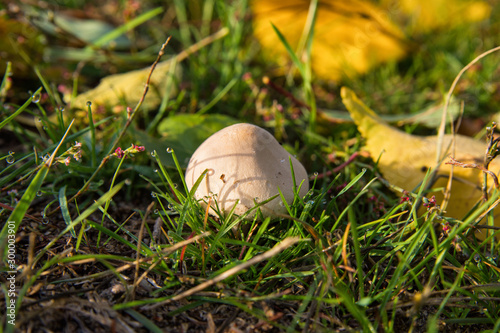 Champignon (Agaricus) grew in the grass in the Park. Young mushroom closeup. Dew drops on the grass. Selective focus, shallow depth of field.