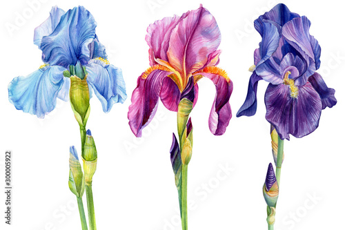 watercolor flowers, iris on a white background, beautiful plants, floral design, botanical illustration