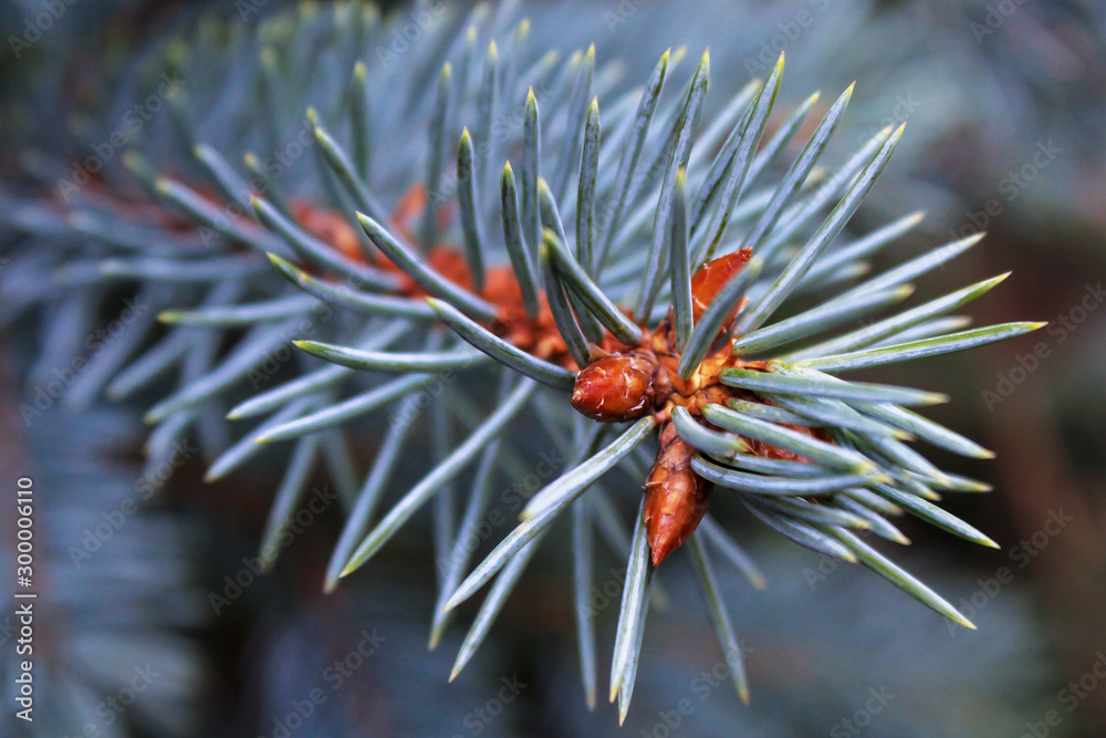 Amazing silver-blue color of the spines of the branch of blue spruce. Selective focus. Amazing silver-blue color of the spines of the branch of blue spruce. Selective focus.