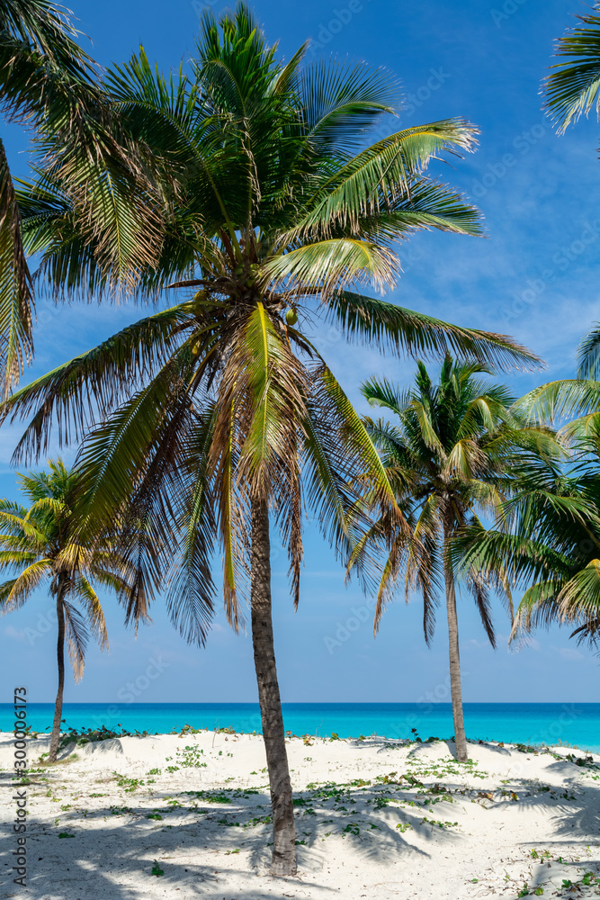 Varadero Beach Palms