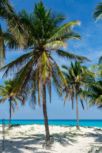Varadero Beach Palms © Nicholas Pitt