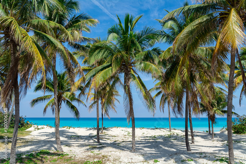 Varadero Beach Palms