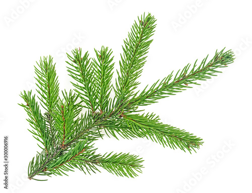 Christmas tree branch isolated on a white background. Fir branch.