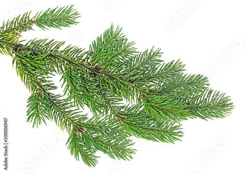 Closeup of fir branch isolated on a white background © domnitsky