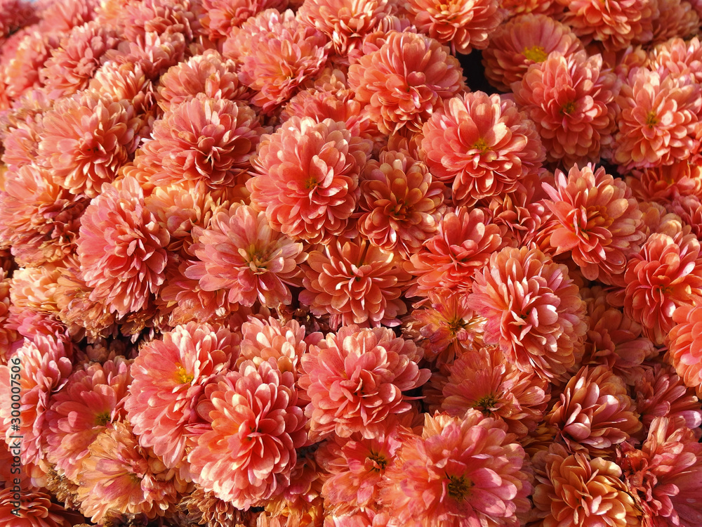 Coral bush chrysanthemums. Autumn flowers background. Coral bush chrysanthemums. Autumn flowers background.